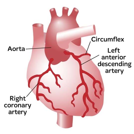Coronary Arteries of the Heart